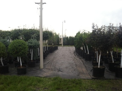 MGI Trees Plants Nursery
